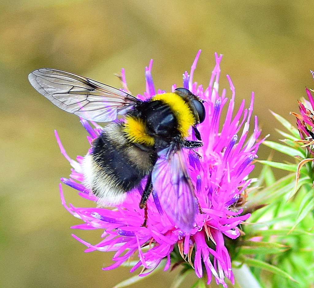 Arctophila