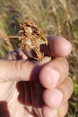 Rhynchospora odorata