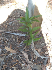 Umbellularia californica
