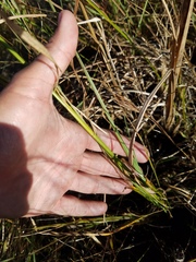 Rhynchospora odorata