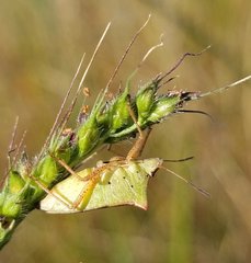 Euschistus ictericus