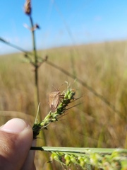 Euschistus ictericus