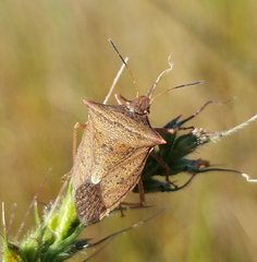 Euschistus ictericus