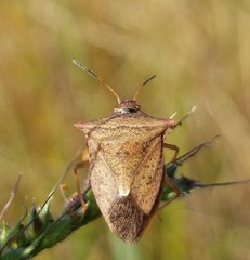 Euschistus ictericus