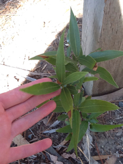 Umbellularia californica