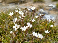 Samolus repens repens