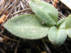 Pterostylis sanguinea