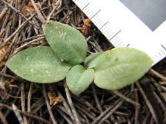 Pterostylis sanguinea