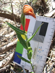 Pterostylis sanguinea