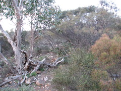 Pterostylis sanguinea