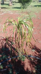 Beaucarnea recurvata