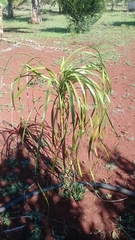 Beaucarnea recurvata