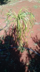 Beaucarnea recurvata