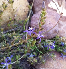 Wahlenbergia subulata