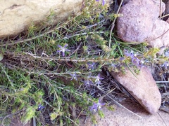 Wahlenbergia subulata