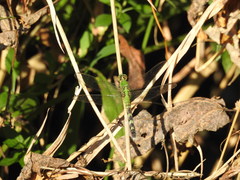 Erythemis simplicicollis