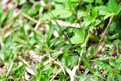 Orthetrum sabina