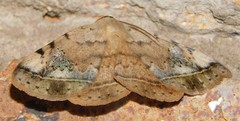 Hypopyra africana