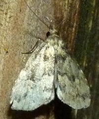 Parahypenodes quadralis