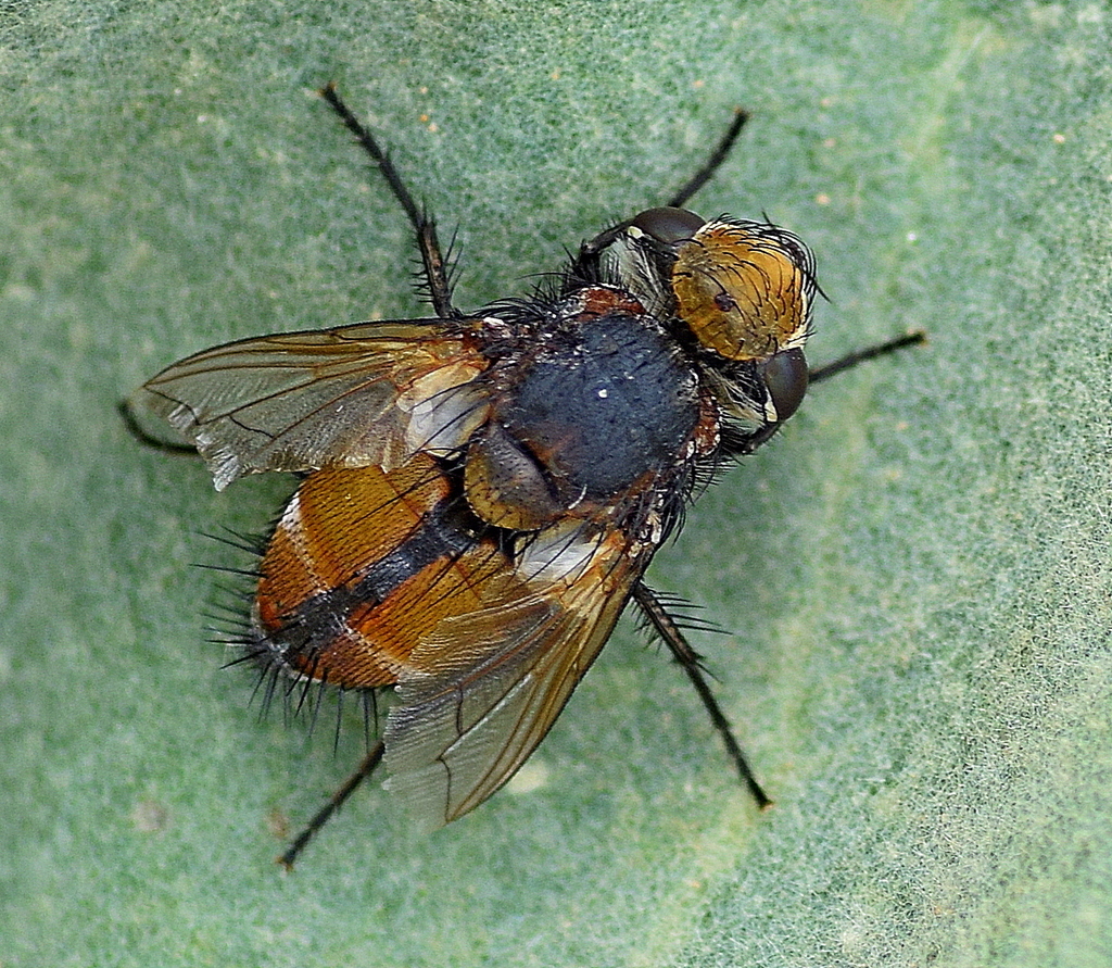 Gonia capitata