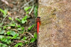 Orthetrum testaceum