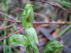 Pterostylis viriosa