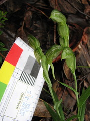 Pterostylis viriosa