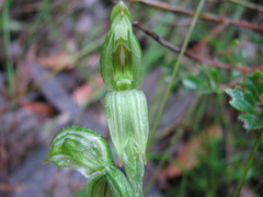 Pterostylis viriosa