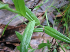 Pterostylis viriosa