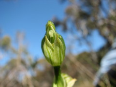 Pterostylis viriosa