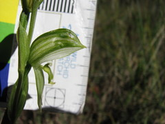 Pterostylis viriosa