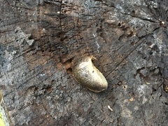 Tandonia sowerbyi