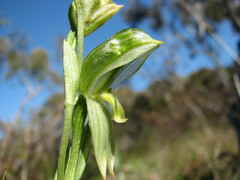 Pterostylis viriosa