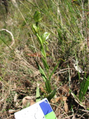 Pterostylis viriosa