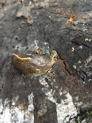 Tandonia sowerbyi