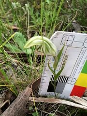 Pterostylis robusta