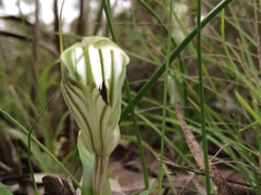 Pterostylis robusta