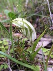 Pterostylis robusta