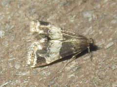 Usingeriessa