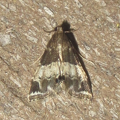 Usingeriessa