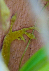 Anolis carolinensis