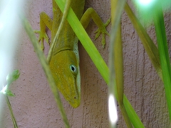 Anolis carolinensis