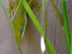 Anolis carolinensis
