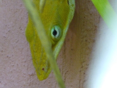 Anolis carolinensis