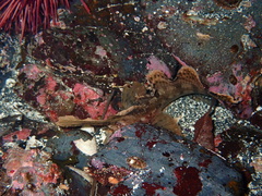 Nautichthys oculofasciatus