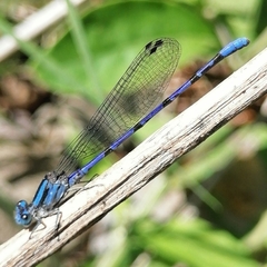 Argia carlcooki