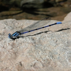 Argia carlcooki