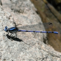 Argia carlcooki