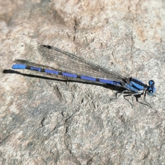 Argia carlcooki