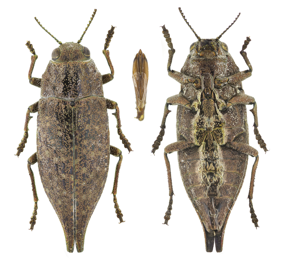 Tailed Jewel Borer